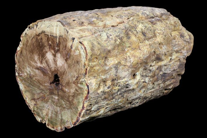 Triassic Woodworthia Petrified Log - Zimbabwe #89323